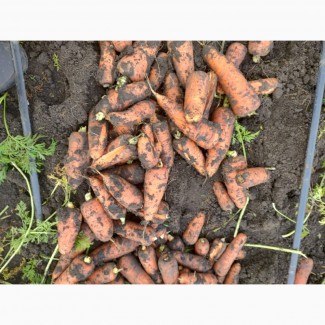 Продам морковь Абако 2-ОЙ сорт