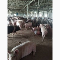 Продам свиней бекон 1, 2 категории