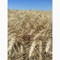 Пшеница озимая Гарантия одесская