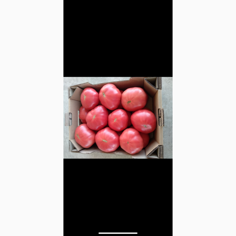 Фото 7. Продам огурец и помидор