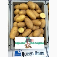 Продам насінневу картоплю Королева Анна. Надсилання кур#039;єрськими службами
