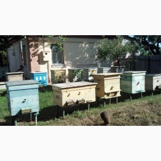 Продаю бджоли з вуликами