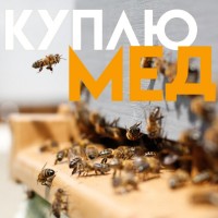 Куплю мед від 300 кг в Кіровоградській області