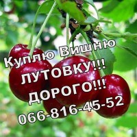 Куплю вишню лутовку