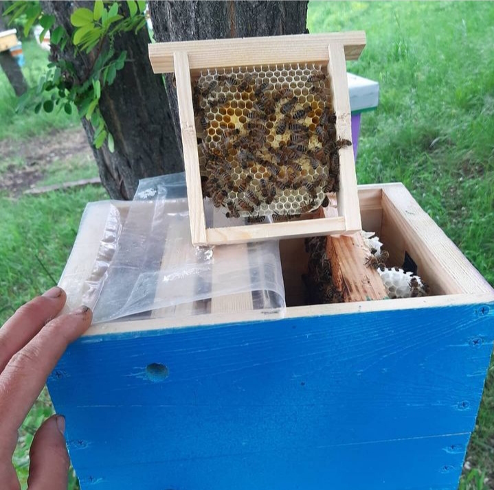Фото 2. Продам бджоломаток породи Бакфаст