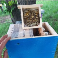 Продам бджоломаток породи Бакфаст
