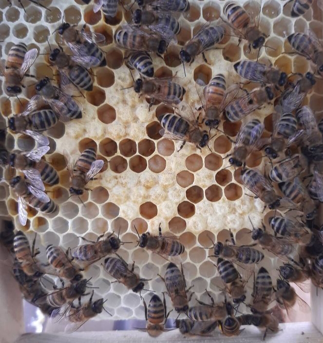 Фото 4. Продам бджоломаток породи Бакфаст