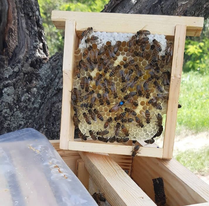 Фото 7. Продам бджоломаток породи Бакфаст