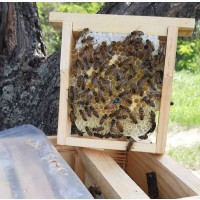 Продам бджоломаток породи Бакфаст