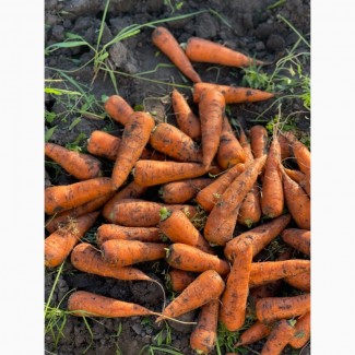 Продам молодую морковь, цена