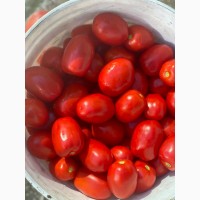 Продам помидоры от производителя
