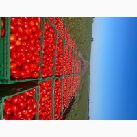 Продам помидоры от производителя