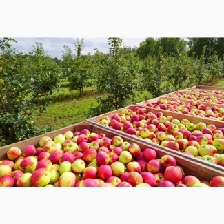 Оптова компанія закуповує яблука оптом з відтермінуванням 14-30 днів