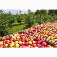 Оптова компанія закуповує яблука оптом з відтермінуванням 14-30 днів