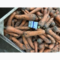 Продам морковку