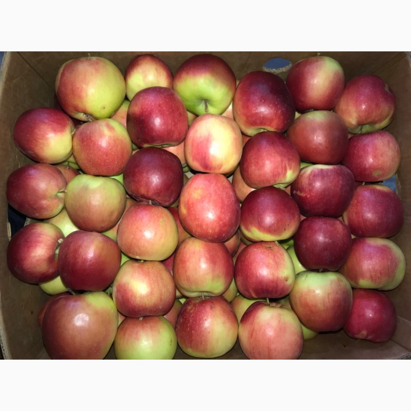 Фото 2. Продам яблуко різних сортів, гарної якості