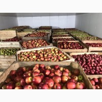 Продам яблуко різних сортів, гарної якості