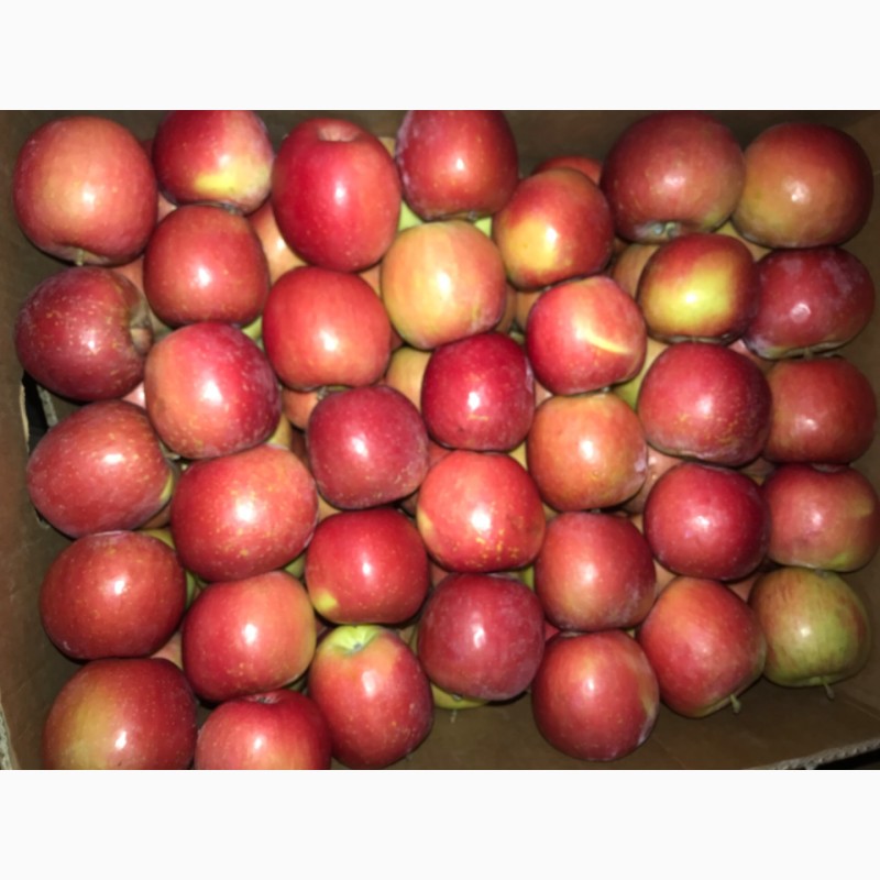 Фото 7. Продам яблуко різних сортів, гарної якості