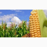 Продам кукурдзу 2000 тонн, Черкаська область