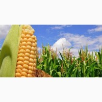 Продам кукурудзу 300 тонн, Черкаська область