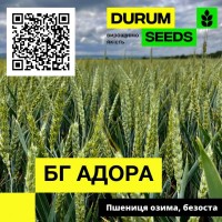 Насіння пшениці - БГ Адора / Durum Seeds 2024 - Оригінатор Biogranum (Сербія)