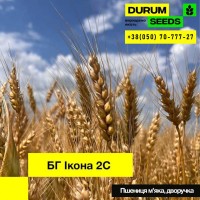 Насіння пшениці - БГ Адора / Durum Seeds 2024 - Оригінатор Biogranum (Сербія)