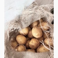 Продам молодую картошку, сетевое качество