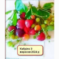 Саджанці полуниці Кабріло, Мурано, Фурор, Альбіон.Крапо.Клубніка, розсада