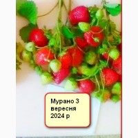 Саджанці полуниці Кабріло, Мурано, Фурор, Альбіон.Крапо.Клубніка, розсада