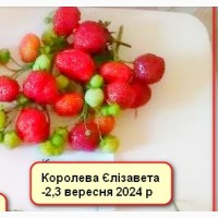 Саджанці полуниці Кабріло, Мурано, Фурор, Альбіон.Крапо.Клубніка, розсада