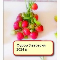 Саджанці полуниці Кабріло, Мурано, Фурор, Альбіон.Крапо.Клубніка, розсада