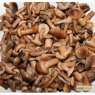 Куплю соленые грибы: опята, маслята
