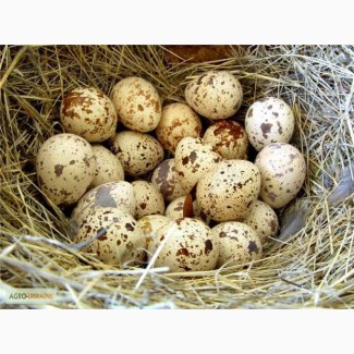 Яйця перепелині інкубаційні і столові