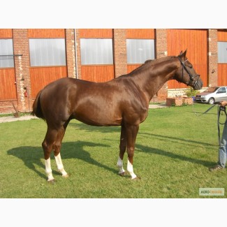 Продается лошадь породы Бельгийская теплокровная