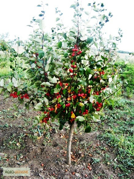 Саженцы: яблоня ягодная: формированная, на штамбе, «Пендуля», «Райка».