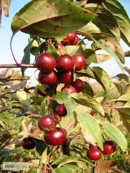 Фото 2. Саженцы: яблоня ягодная: формированная, на штамбе, «Пендуля», «Райка».