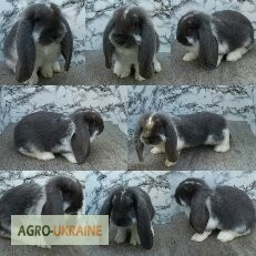Фото 7. Кролики французский баран