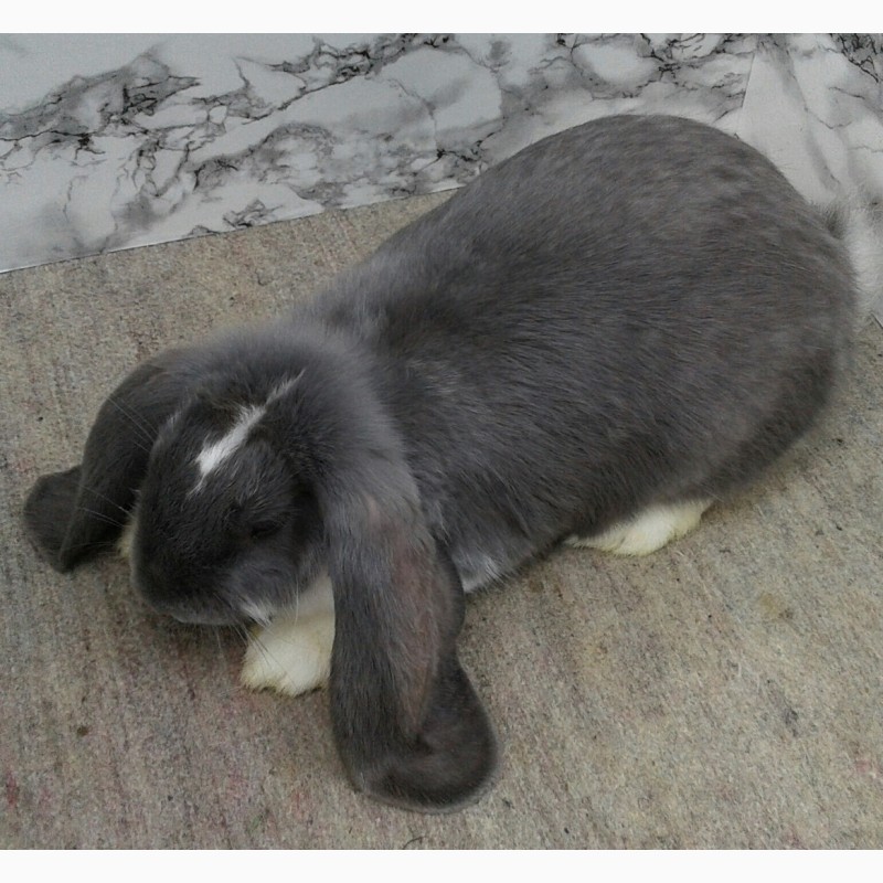 Фото 4. Кролики французский баран