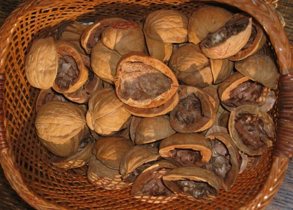 Фото 3. Продам скорлупа грецького ореха