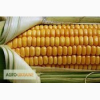 Продам семена кукурузы Оржица 237 МВ экстра
