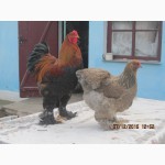Продаю цыплят порода брома(палевая куропатчатая )