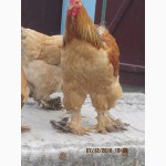 Продаю цыплят порода брома(палевая куропатчатая )
