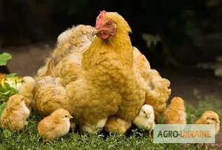 Фото 2. Комбикорм, корм для цыплят, кроссов, кур несушек в Одессе от тм МаксимуМ