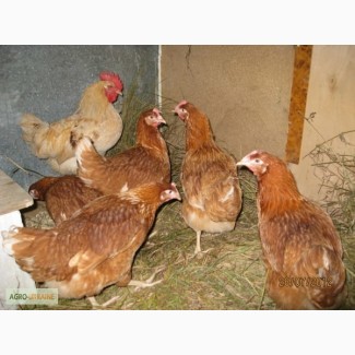 Продам яйца домашних кур, Хмельницкий