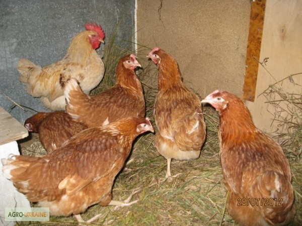 Продам яйца домашних кур, Хмельницкий