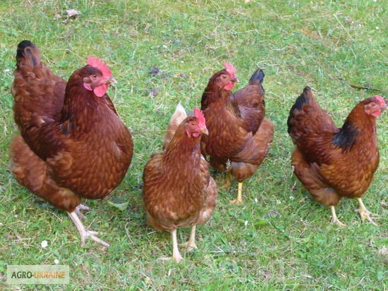 Фото 2. Продам яйца домашних кур, Хмельницкий