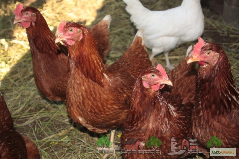 Фото 3. Продам яйца домашних кур, Хмельницкий