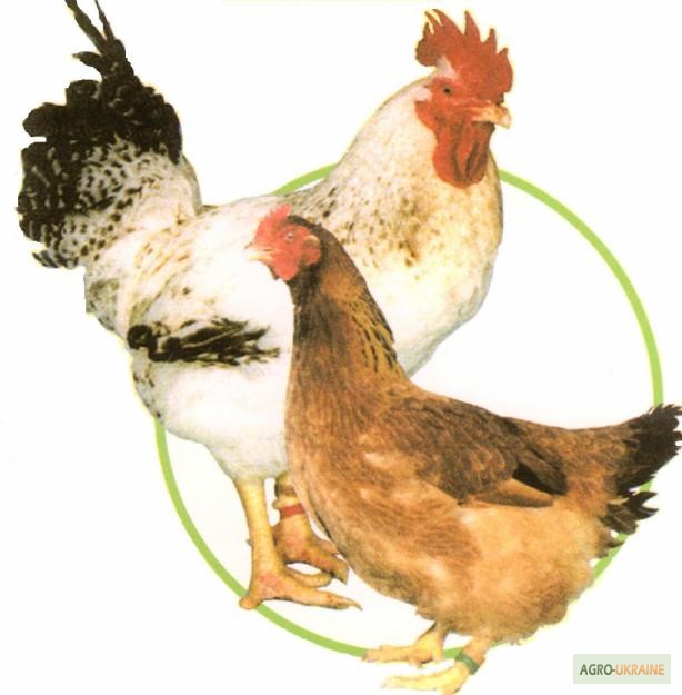 Фото 3. Яйця курячі інкубаційні Мастер, Редбро, Голошийка та Гріз Барр