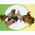 Яйця курячі інкубаційні Мастер, Редбро, Голошийка та Гріз Барр