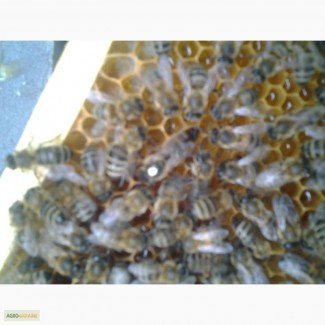 Продаю бджоломатки Карніка ПЕШЕЦ ціна 100грн за НЕплідну матку 230 плідна